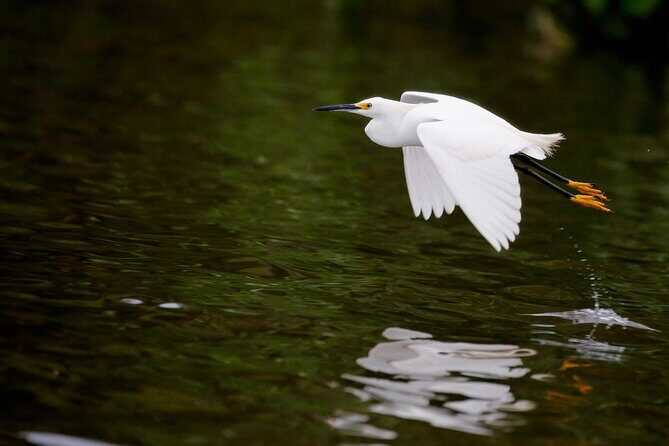 Bird watching in Danube Delta - Private day tour from Bucharest - The Sum Up