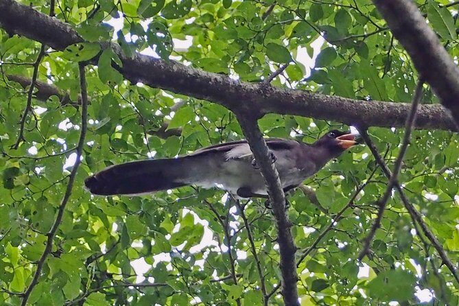 Bird watching in La Mancha - FAQ