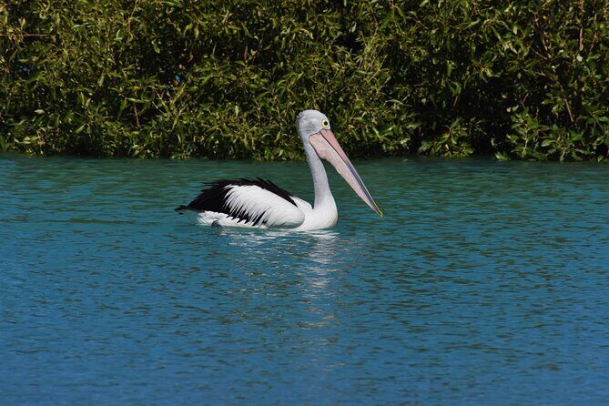 Bird Watching Kayak Tour - The Experience in Detail