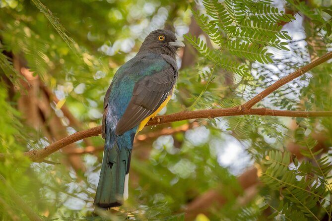 Bird Watching Mazatlán - Birding Tour - A Detailed Look at the Mazatlán Bird Watching Experience