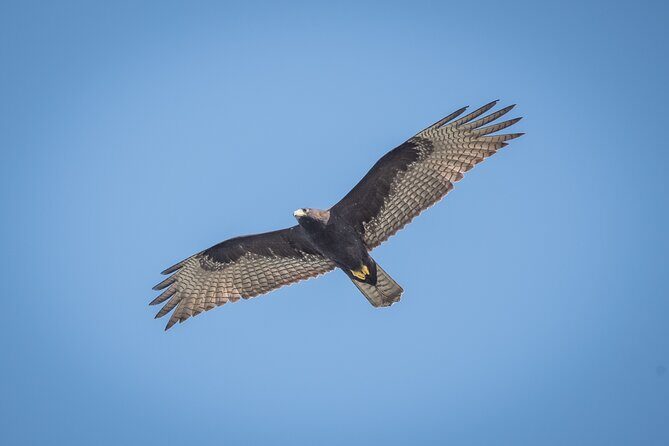 Bird Watching Mazatlán - Birding Tour - Final Thoughts