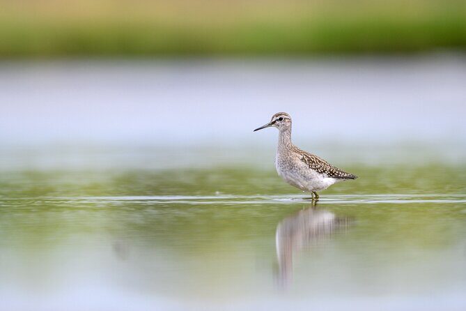 Bird Watching Private Tour in Copenhagen - A Deep Dive Into The Experience