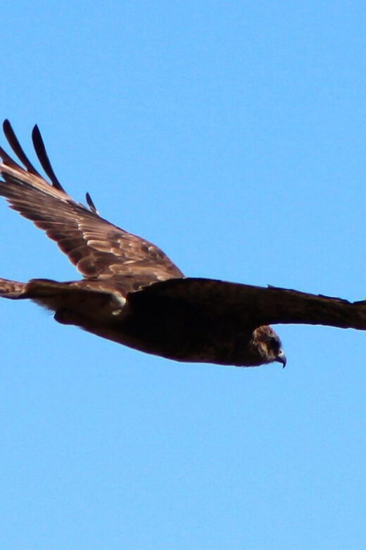 Bird Watching The Raptors - Key Points