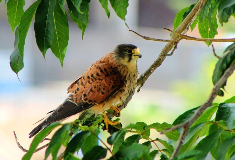 Bird Watching The Raptors - Why This Tour Is Worth Considering
