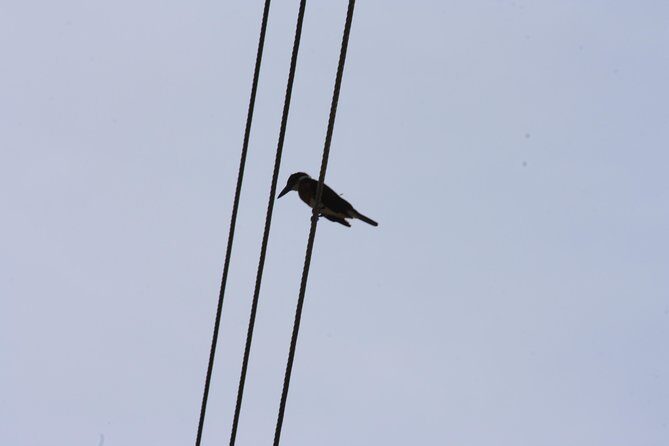 Bird Watching Tour Huatulco HT - A Deep Dive into the Experience