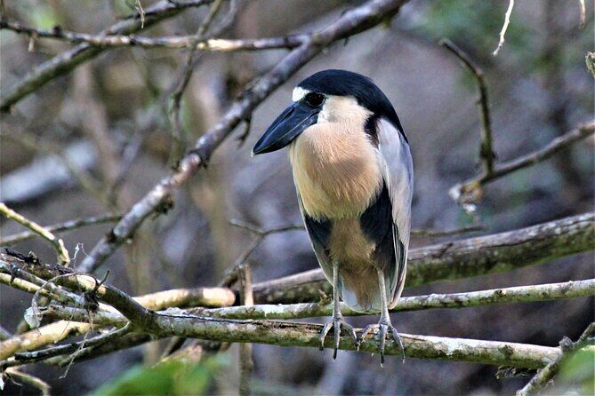 Bird Watching Tour Huatulco HT - Final Thoughts