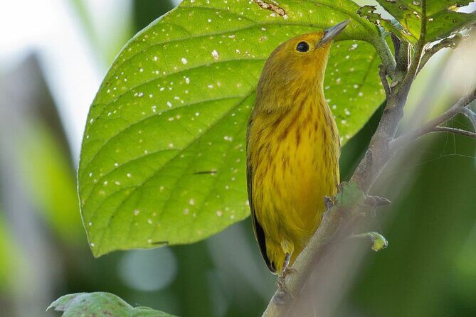 Bird Watching Tour in Cozumel - Analyzing the Value