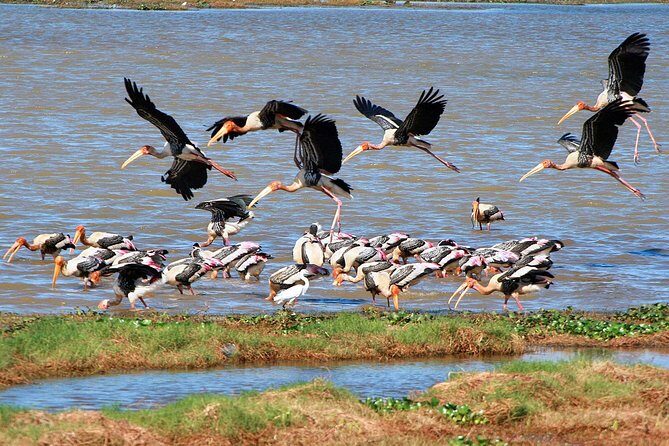 Bird Watching Tour in Muthurajawela Wetland from Colombo Harbour - A Practical, Detailed Look at the Tour