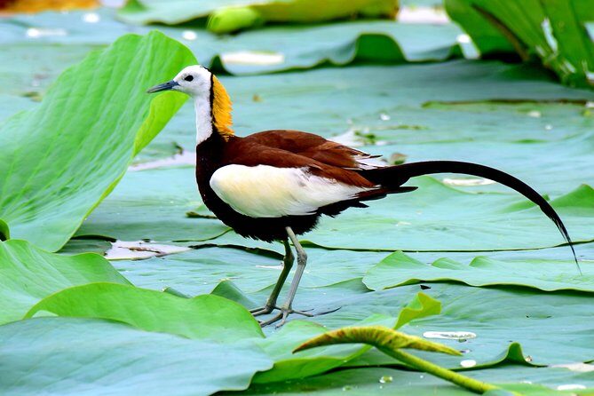 Bird Watching Tour in Muthurajawela Wetland from Colombo Harbour - FAQs