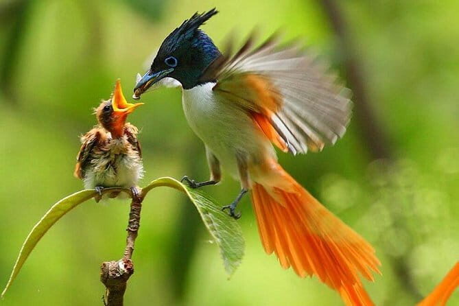 Bird Watching Tour Sri Lanka - 10 Days - Key Points