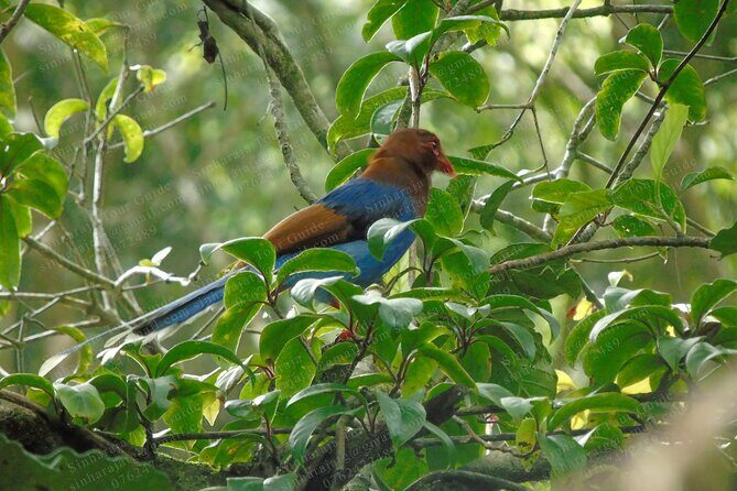 Bird Watching Tours in Sinharaja Rain Forest - An In-Depth Look at the Sinharaja Bird Watching Experience