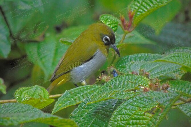 Bird Watching Tours in Sinharaja Rain Forest - FAQ