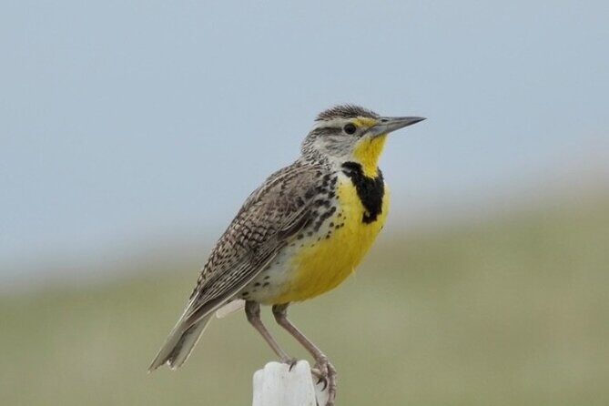 Bird Watching Walking Tour - Final Thoughts
