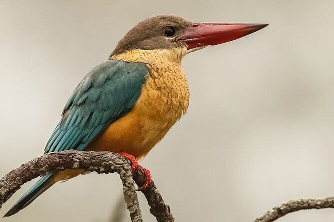 Bird Watching with Cannoning Tour in Chitwan National Park - Exploring the Tour in Depth