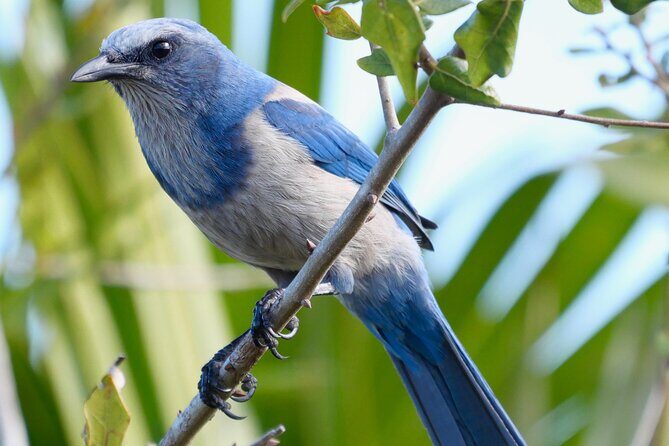 Birding and Wildlife Tour of Florida's Treasure Coast - Key Points