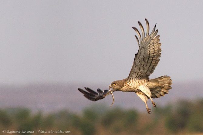 Birding & Bird Photography tour in Bangalore - What You Can Expect on This Full-Day Excursion