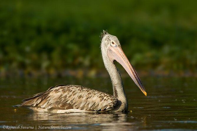 Birding & Bird Photography tour in Bangalore - Authenticity and Local Expertise