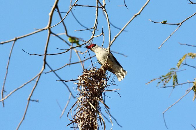 Birding for beginners - Frequently Asked Questions