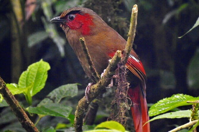 Birding Hike: Day Birdwatching in Kathmandu - The Value of the Tour