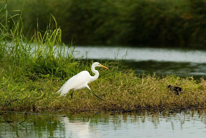 Birding San Jose Estuary Los Cabos Mexico - What to Expect from the Birding San Jose Estuary Tour