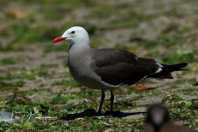 Birding Tour in La Paz Mexico - The Experience in Detail