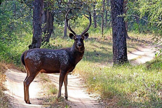 Birds and Wildlife Tour (11 Days) - Birds and Wildlife Tour (11 Days) — A Detailed Review