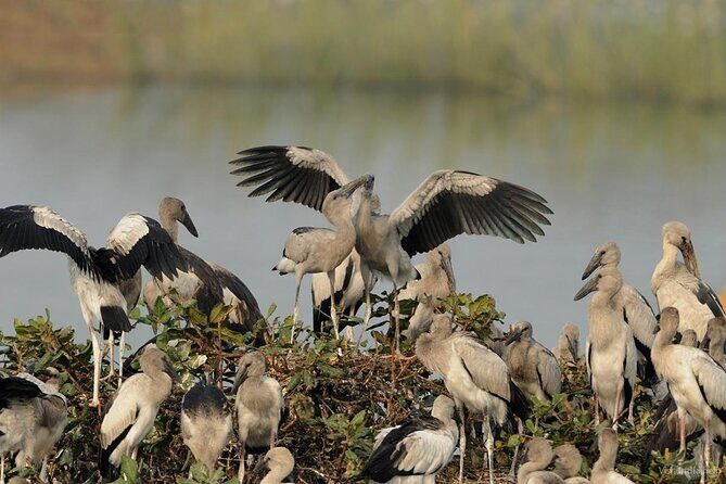 Birds & Beyond: Chennai to Pulicat Bird Sanctuary Day Tour - Exploring Pulicat Bird Sanctuary: A Closer Look
