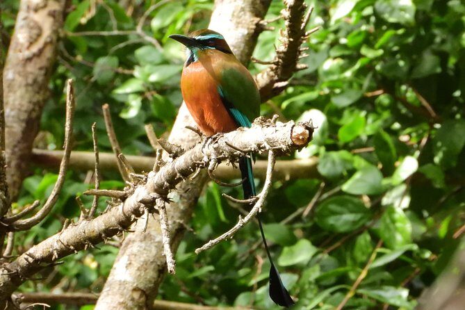 Birds of the Mayan World 1 - Who Will Love This Tour?
