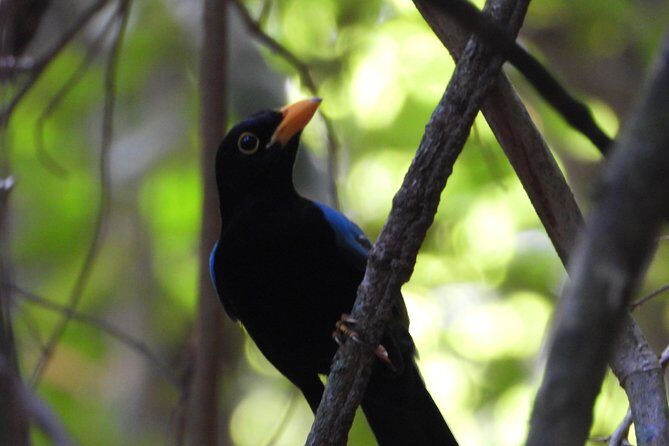 Birds of the Mayan World 1 - Frequently Asked Questions