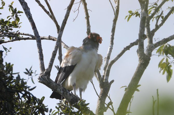 Birds of the Mayan World 2 / Route of the cenotes - FAQs