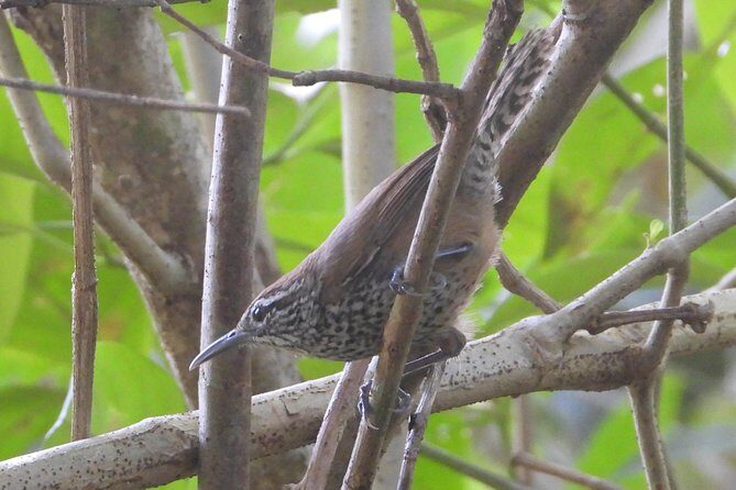 Birds of the Mayan World 3 - An Authentic Look at the Birdwatching Tour in Cancun
