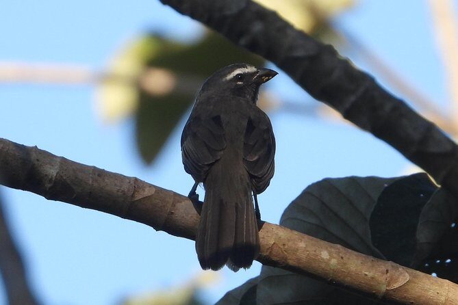 Birds of the Mayan World 3 - FAQs