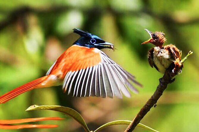 Birds, Wildlife and Culture of Sri Lanka (11 Days) - Key Points