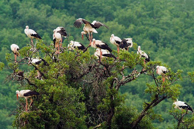 Birdwatching and cultural heritage tour from Varna - The Itinerary Breakdown