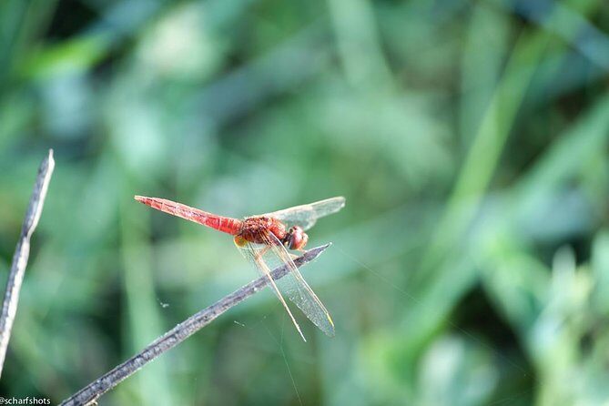 Birdwatching and Nature Walk of South Goa - The Reality: What Travelers Are Saying