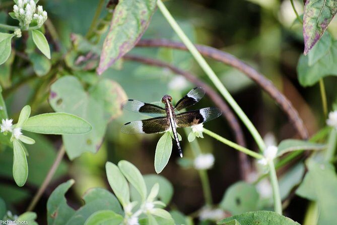 Birdwatching and Nature Walk of South Goa - Who Will Enjoy This Tour?