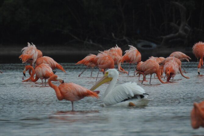 Birdwatching around Merida and coastline - Who Will Love This Tour?