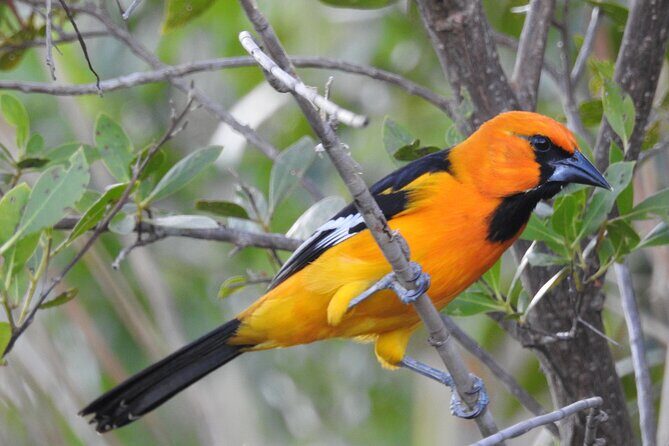 Birdwatching around Merida and coastline - FAQ