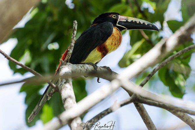 Birdwatching at The Mayan Cities with certified guide - FAQs