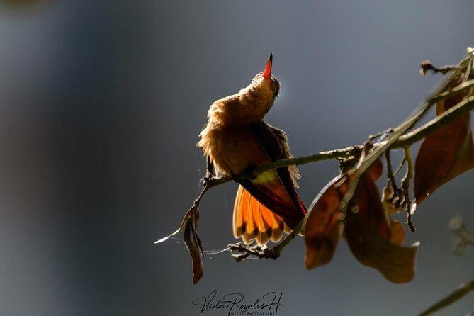 Birdwatching at The Mayan Cities with certified guide - In The Sum Up