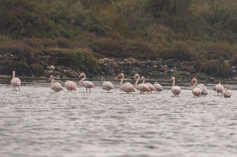 Birdwatching Boat Tour in the Tagus Estuary - An In-Depth Look at the Experience
