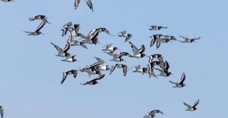 Birdwatching Boat Tour in the Tagus Estuary - The Sum Up: Why Consider This Tour?