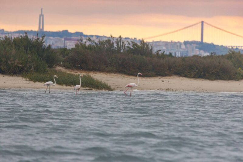 Birdwatching Boat Tour in the Tagus Estuary - FAQs