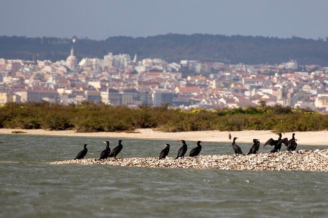 Birdwatching Boat Tour so close to Lisbon - Key Points