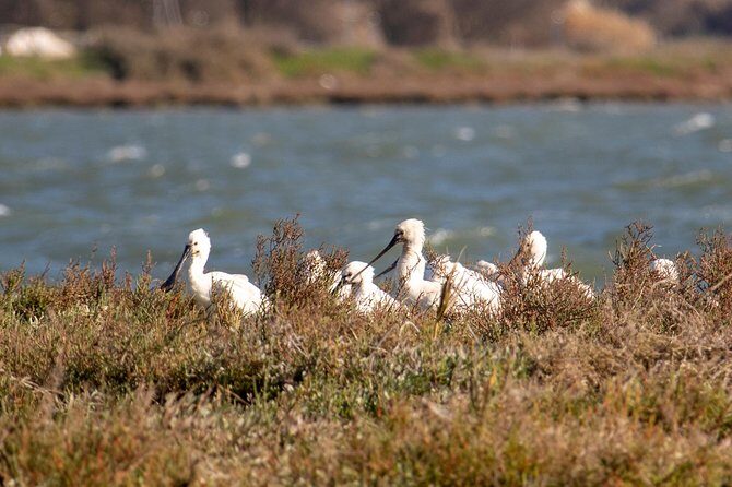 Birdwatching Boat Tour so close to Lisbon - The Sum Up