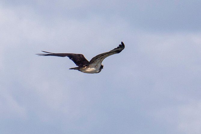 Birdwatching Boat Tour so close to Lisbon - FAQ