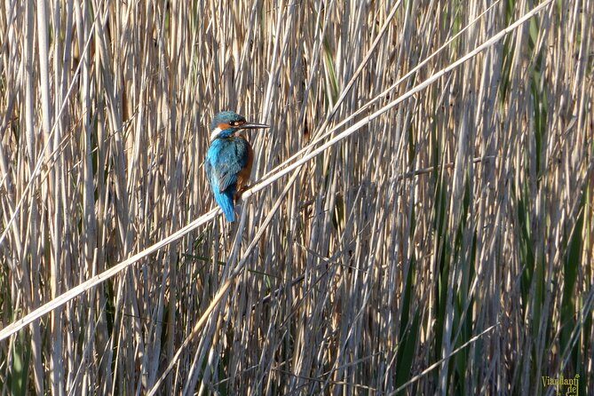 Birdwatching Boccadoro: the wildlife of the wetland - An Introduction to Boccadoro’s Wetlands