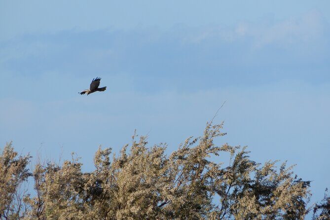 Birdwatching Boccadoro: the wildlife of the wetland - The Itinerary – What to Expect
