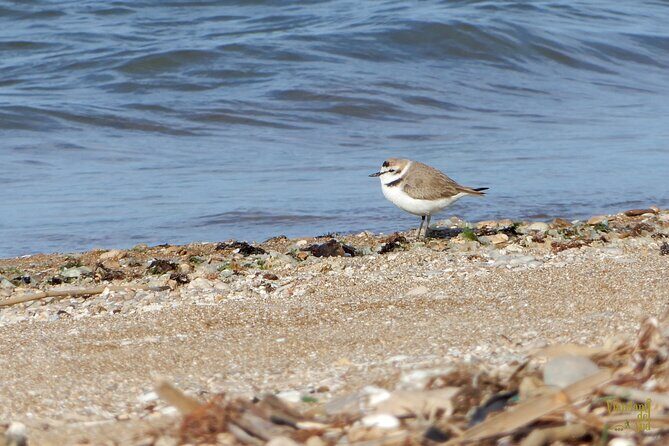 Birdwatching Boccadoro: the wildlife of the wetland - Who Will Love It?