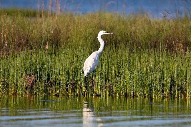 Birdwatching by boat in a small group in the Pialassa Baiona - FAQs